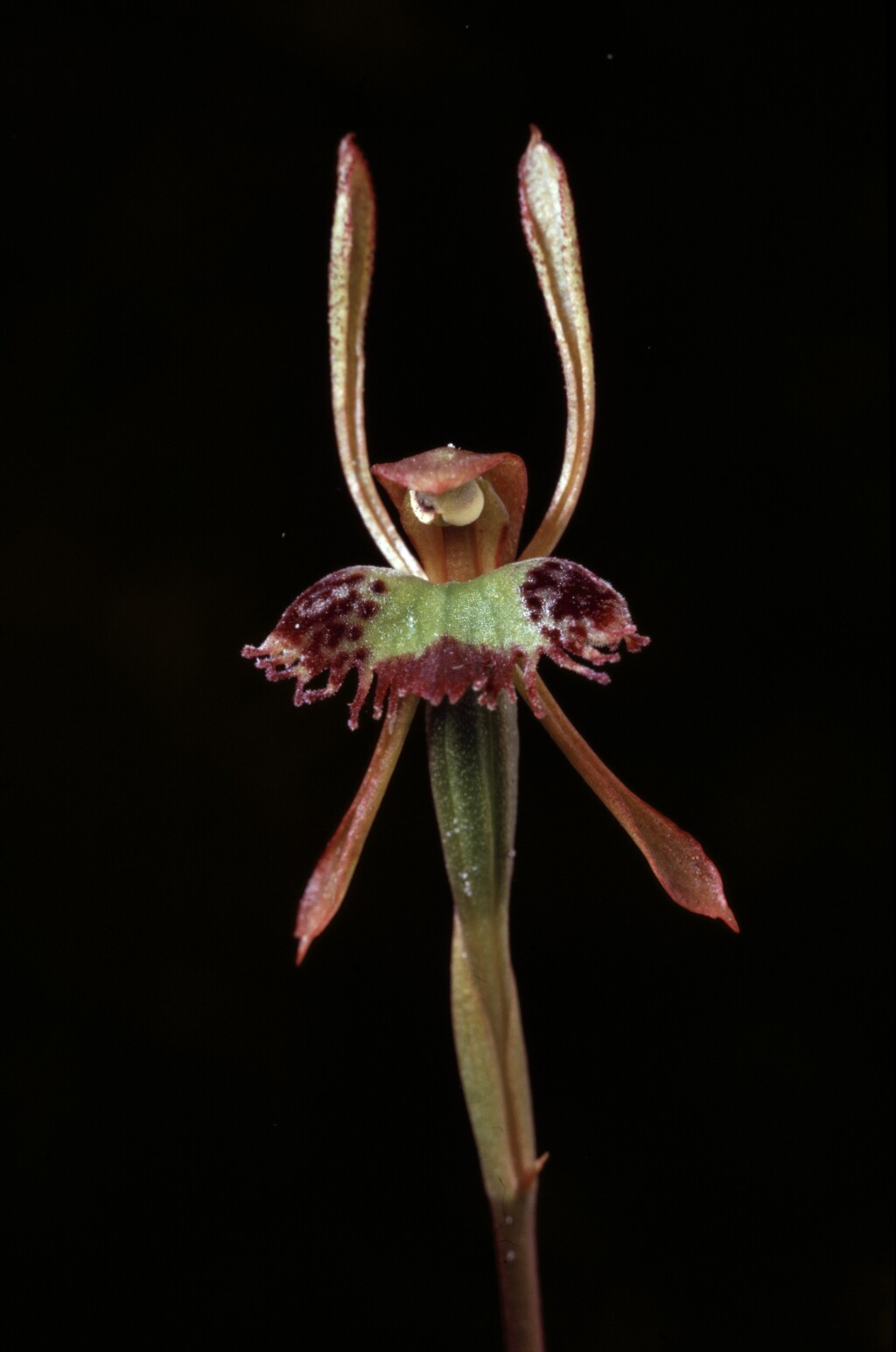 Leporella fimbriata (hero image)