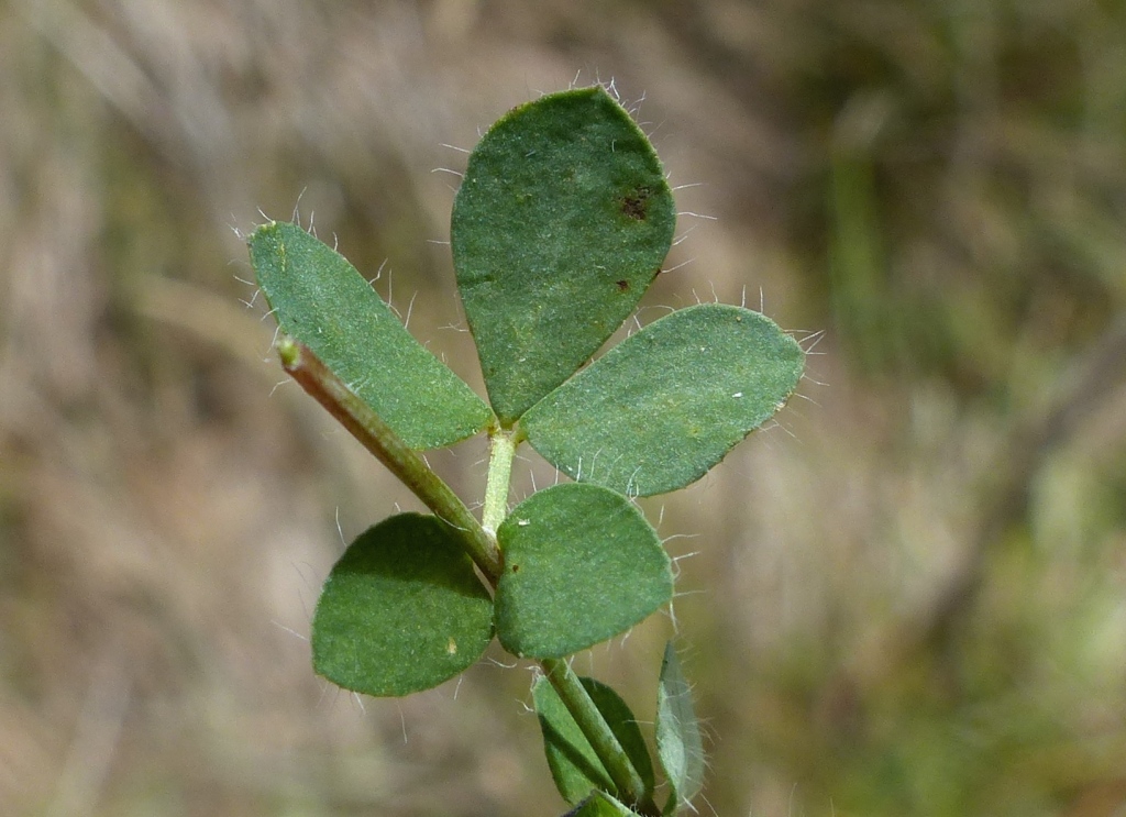 Lotus corniculatus (hero image)