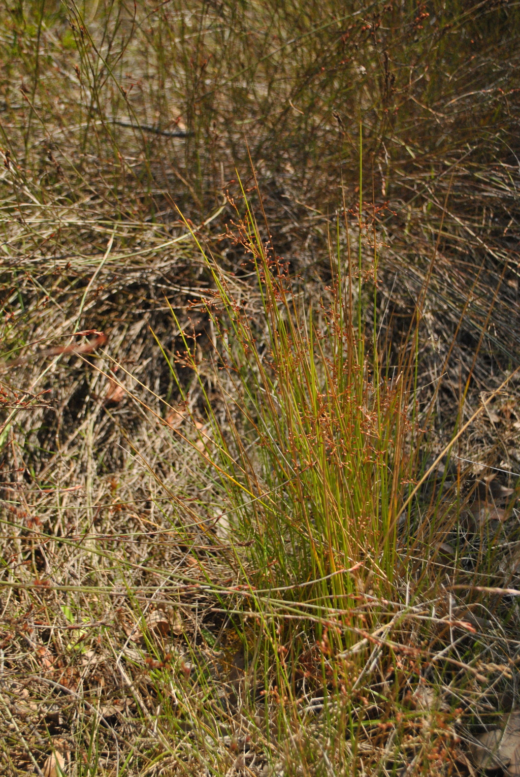 Juncus pauciflorus (hero image)