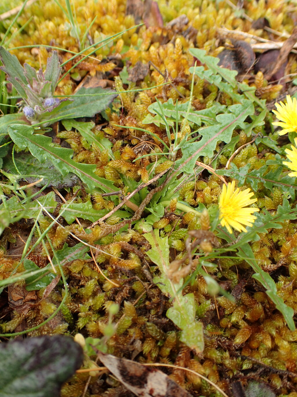 Taraxacum cygnorum (hero image)