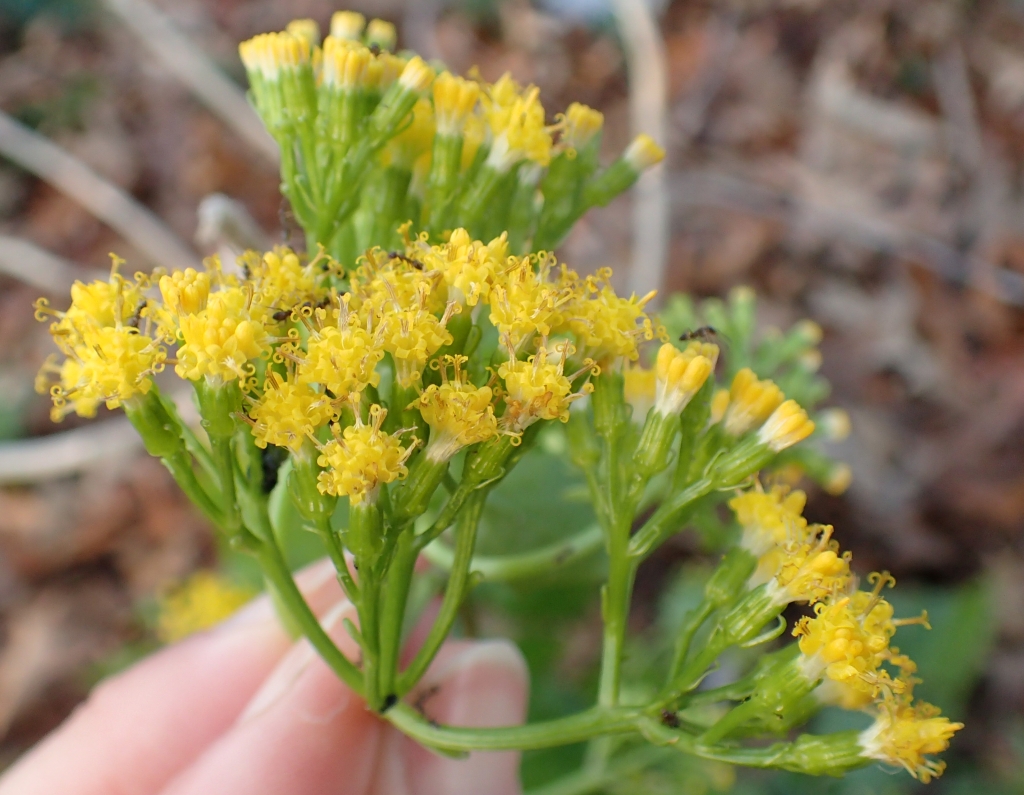 Delairea odorata (hero image)