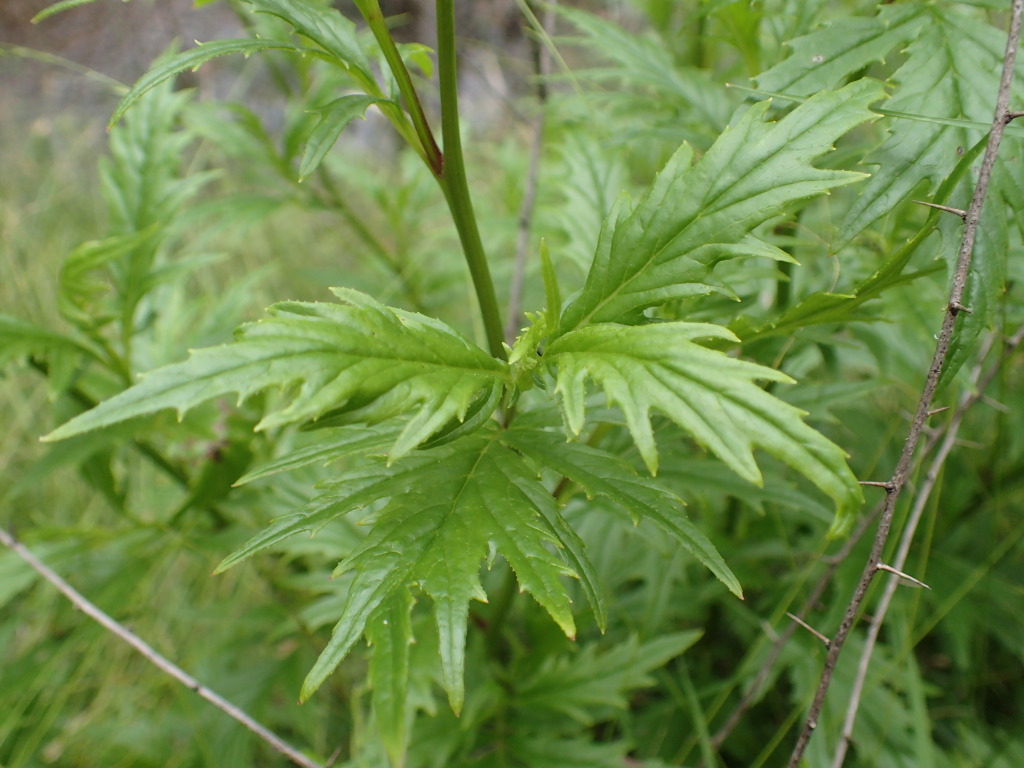 Senecio vagus subsp. vagus (hero image)