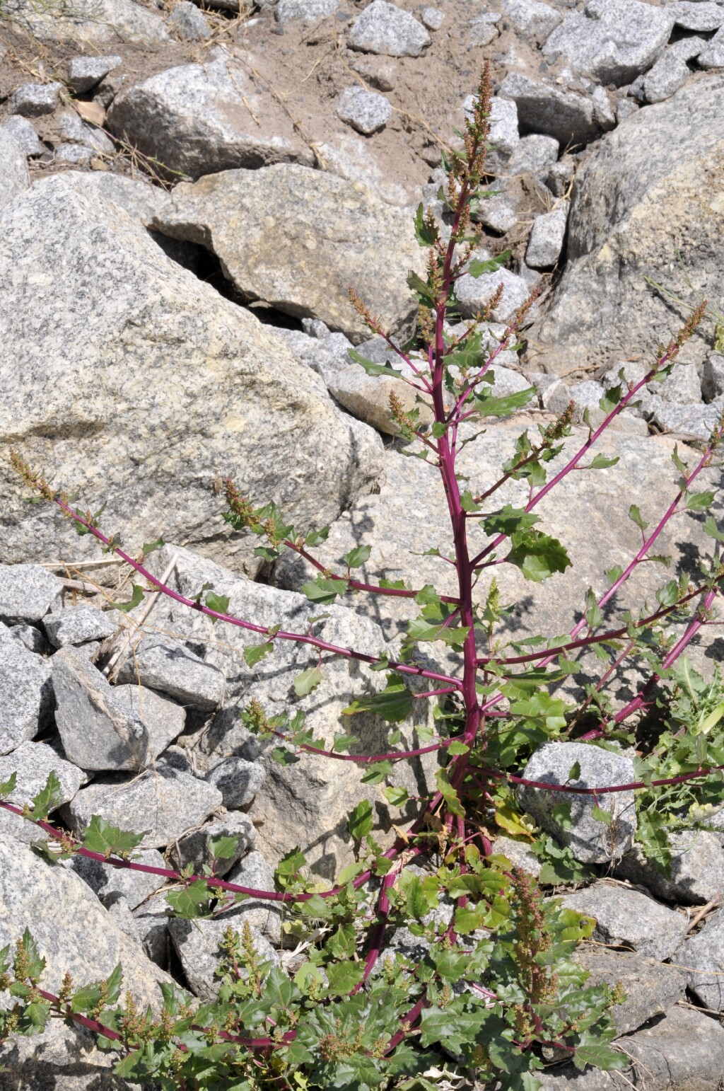 Chenopodium macrospermum (hero image)