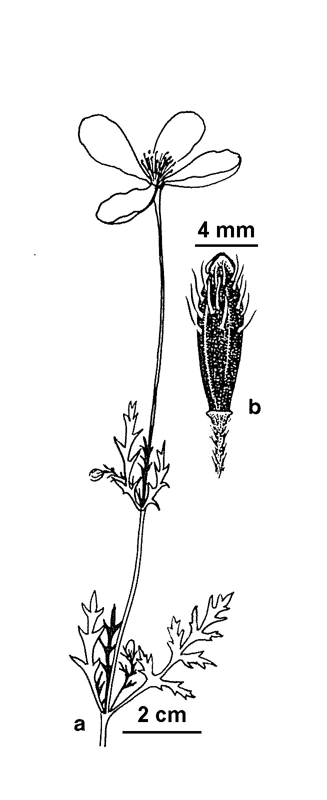 Papaver argemone (hero image)