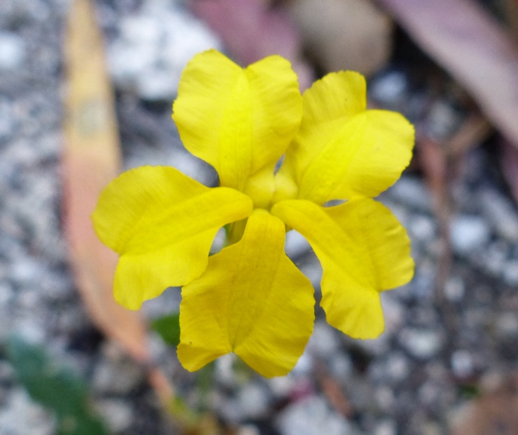 Goodenia elongata (hero image)