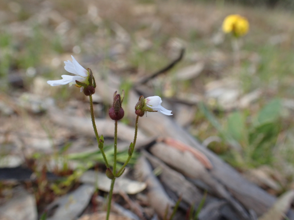 Stylidium ecorne (hero image)