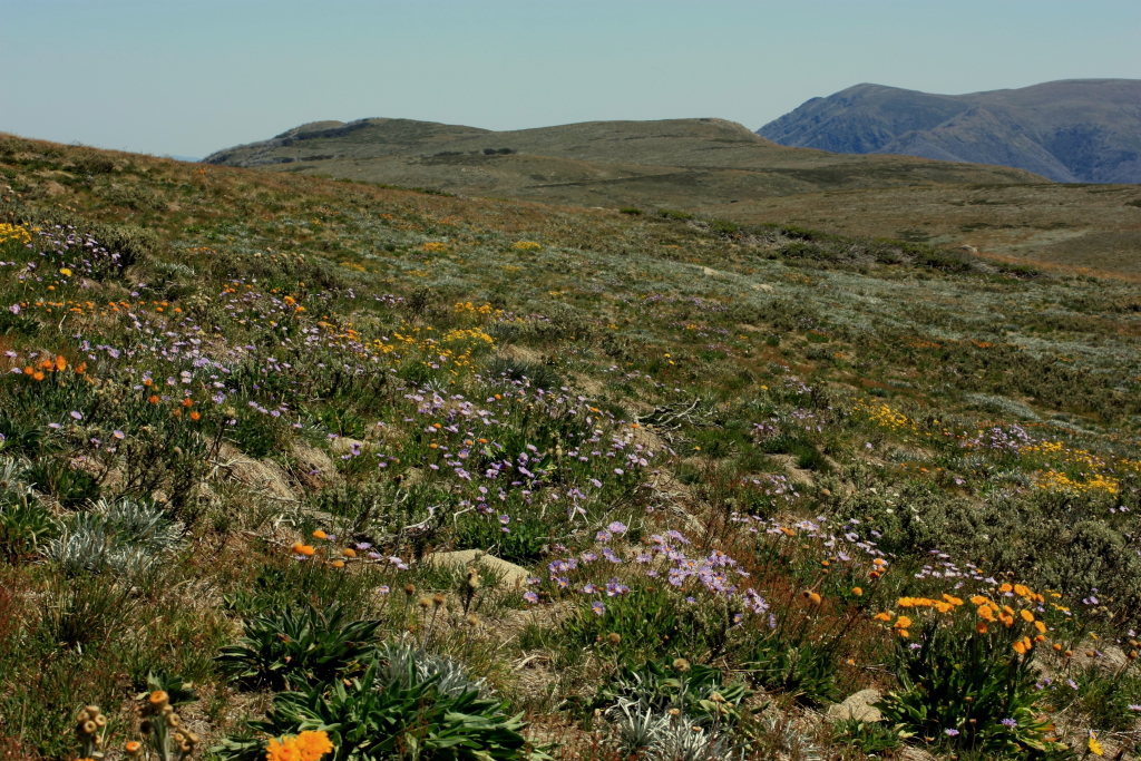 Brachyscome spathulata (hero image)