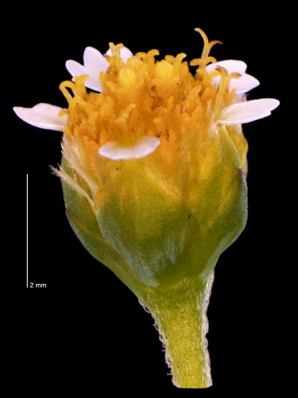 Galinsoga parviflora (hero image)