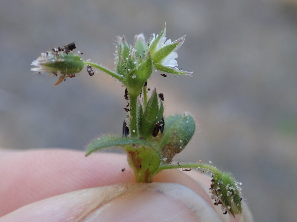 Cerastium pumilum (hero image)