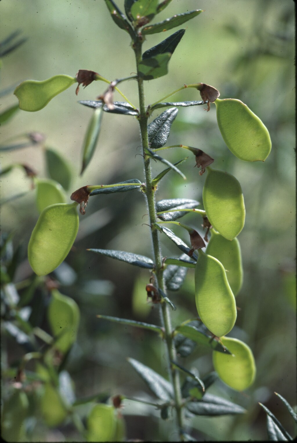 Bossiaea cinerea (hero image)