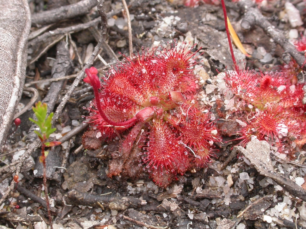 Drosera spatulata (hero image)