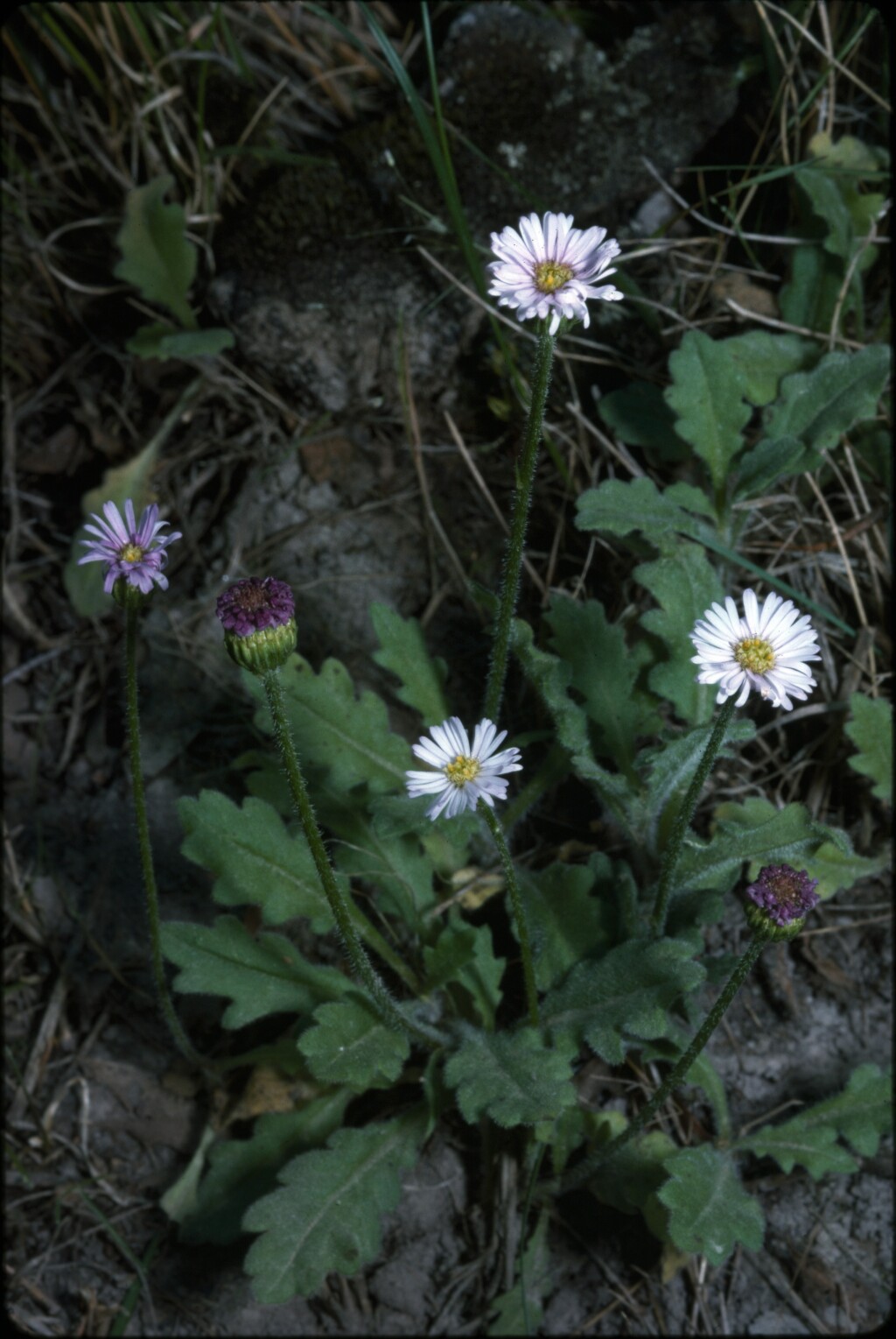 Lagenophora stipitata (hero image)