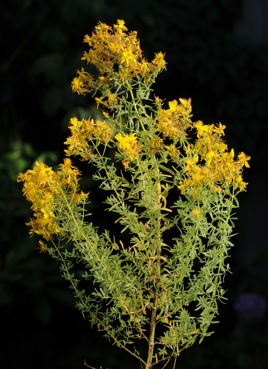 Hypericum perforatum (hero image)