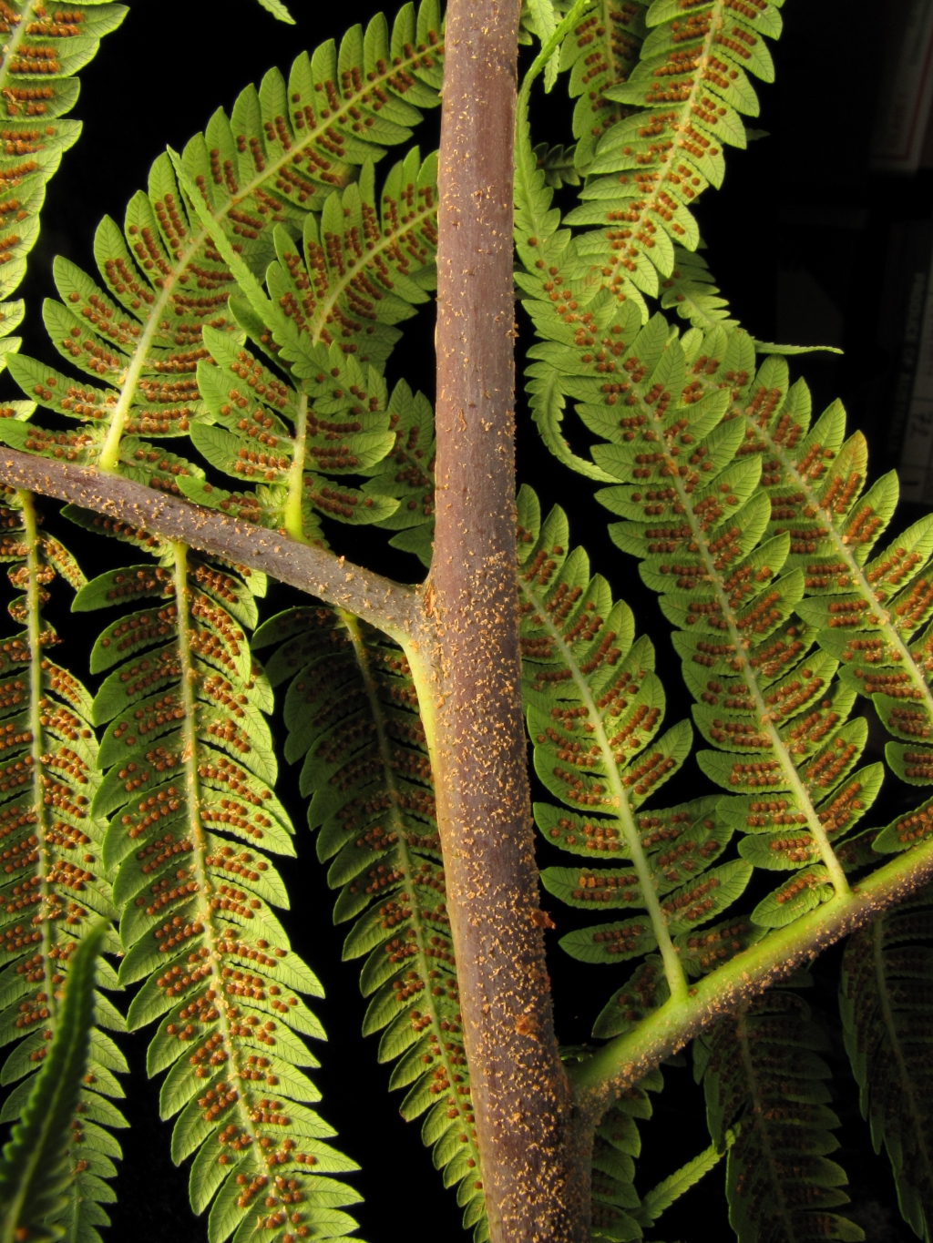 Cyatheaceae (hero image)