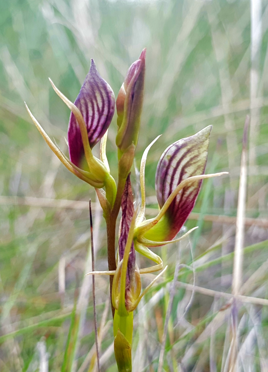 Cryptostylis erecta (hero image)