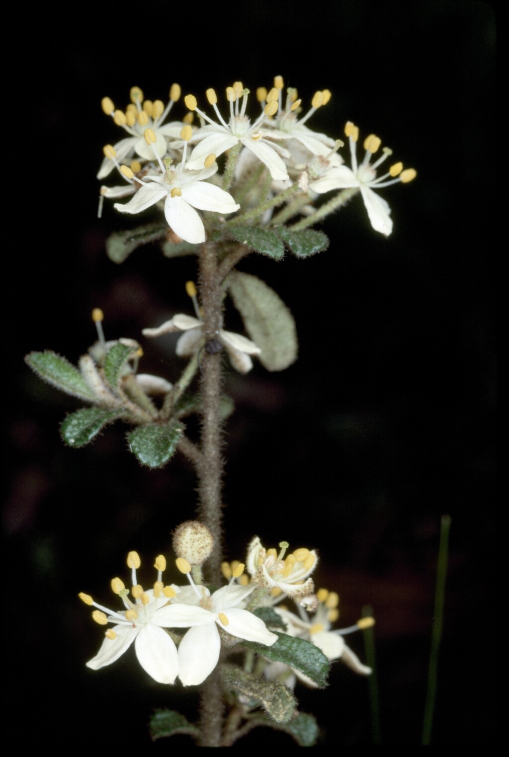 Asterolasia asteriscophora (hero image)