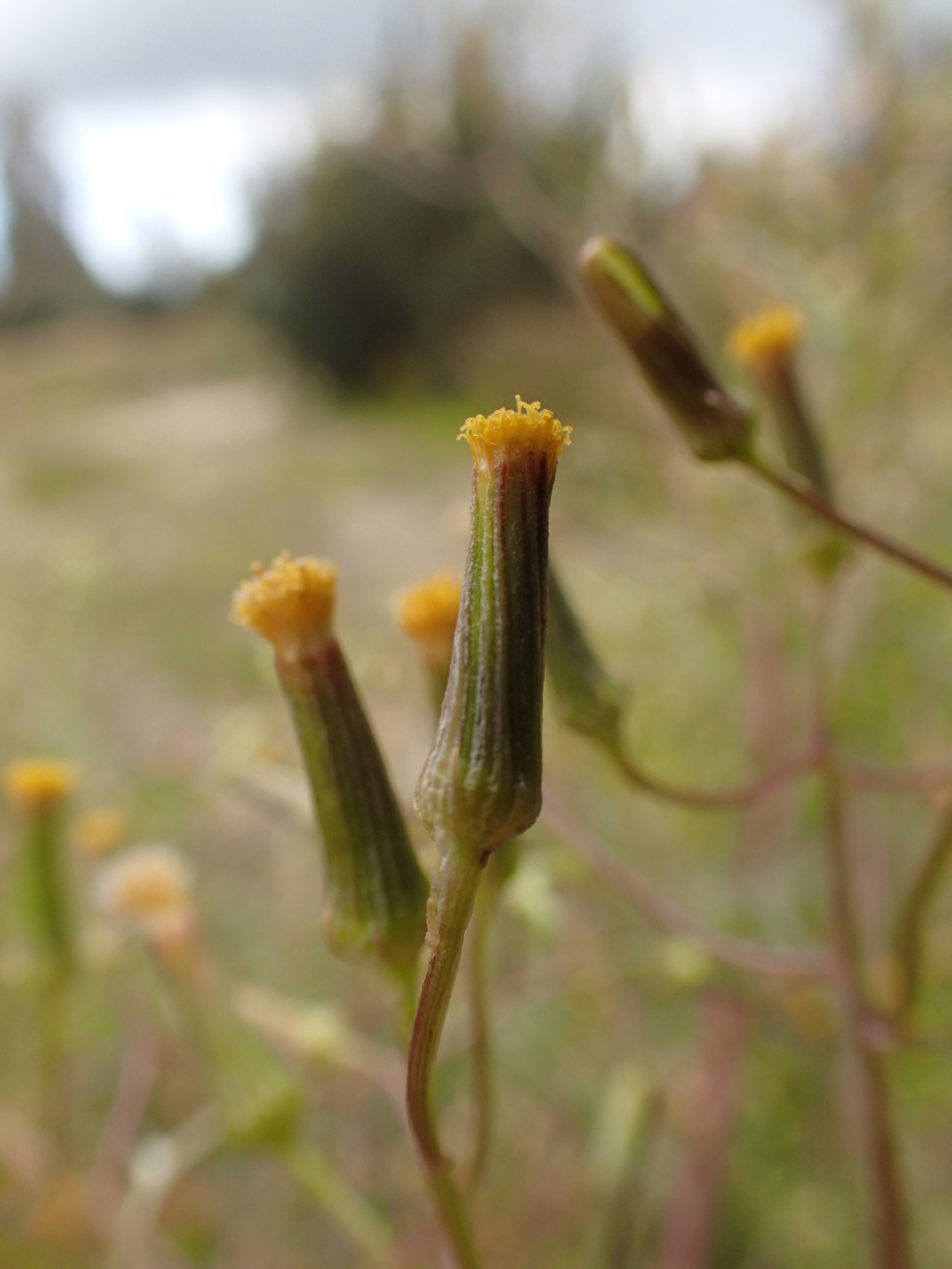 Senecio runcinifolius (hero image)