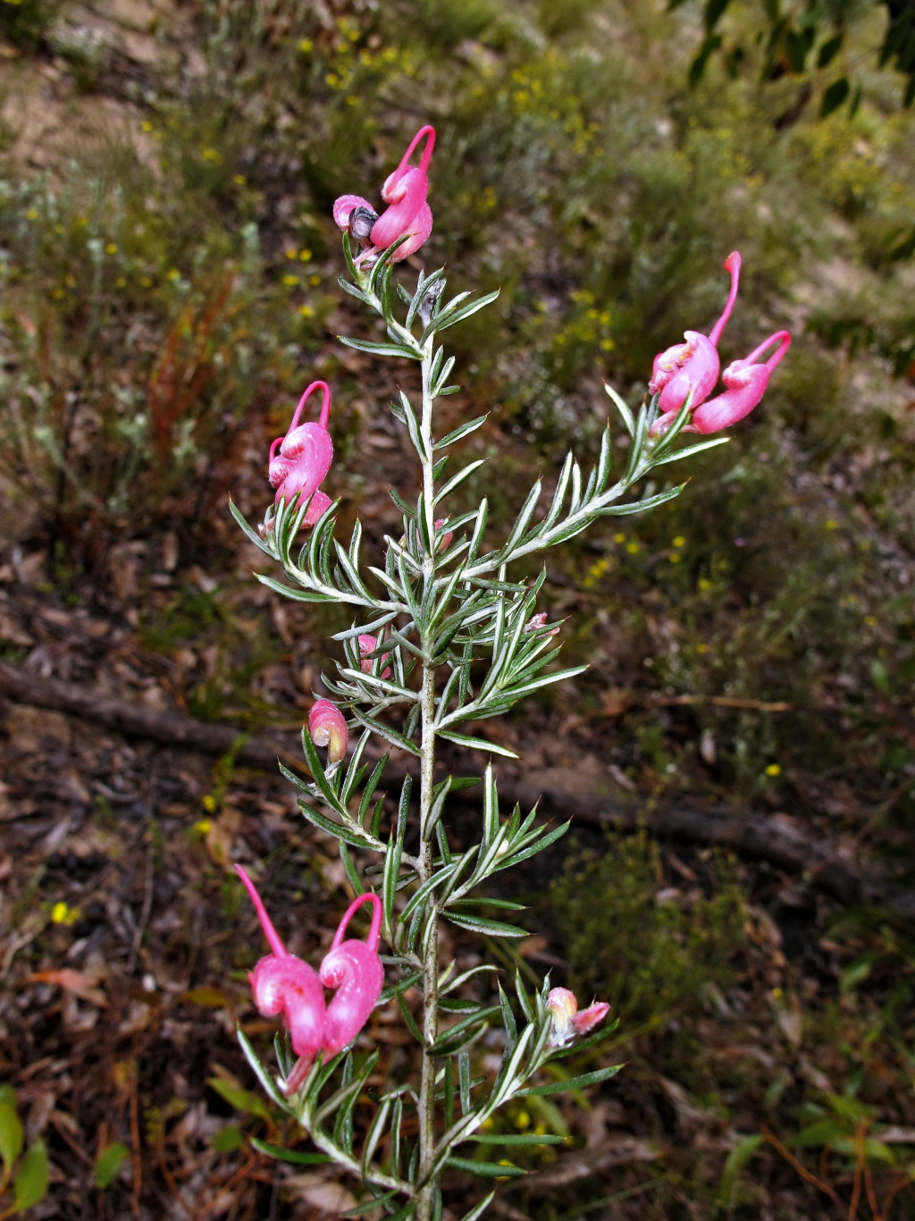 Grevillea lavandulacea (hero image)