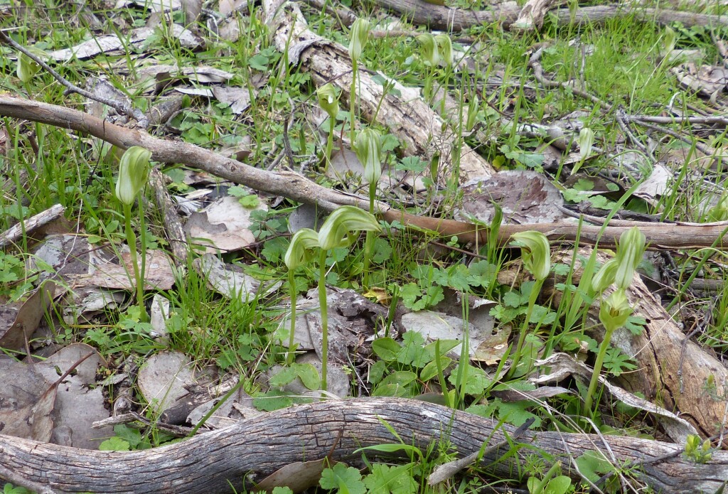 Pterostylis curta (hero image)