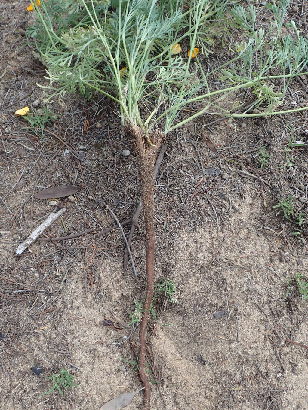 Eschscholzia californica (hero image)