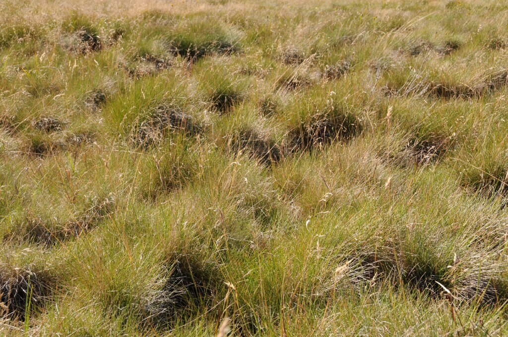 Poa costiniana (hero image)