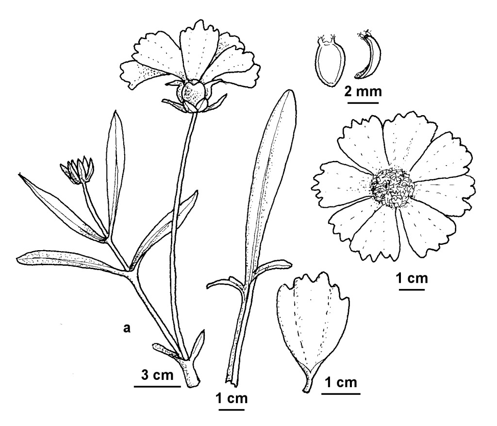 Coreopsis lanceolata (hero image)