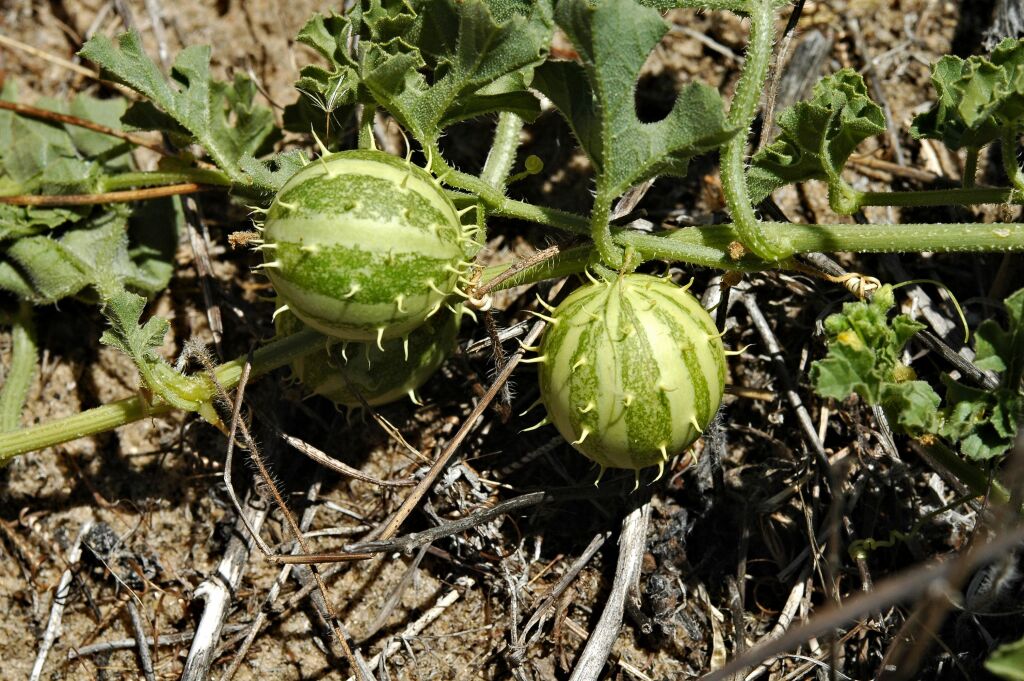 Cucurbitaceae (hero image)