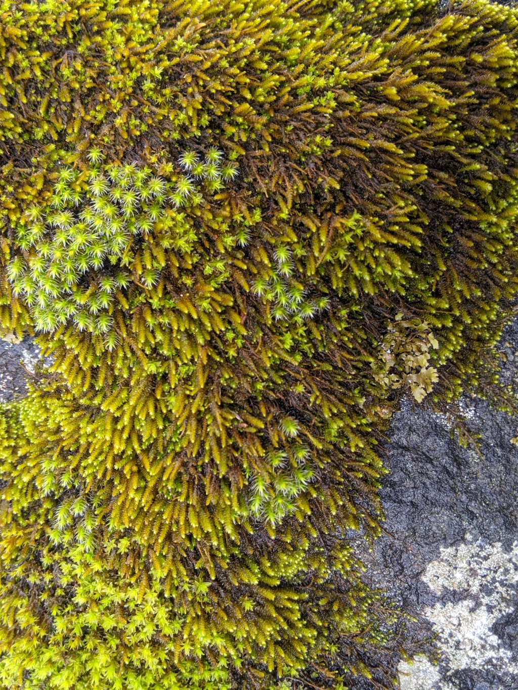 Pseudoleskeopsis (hero image)