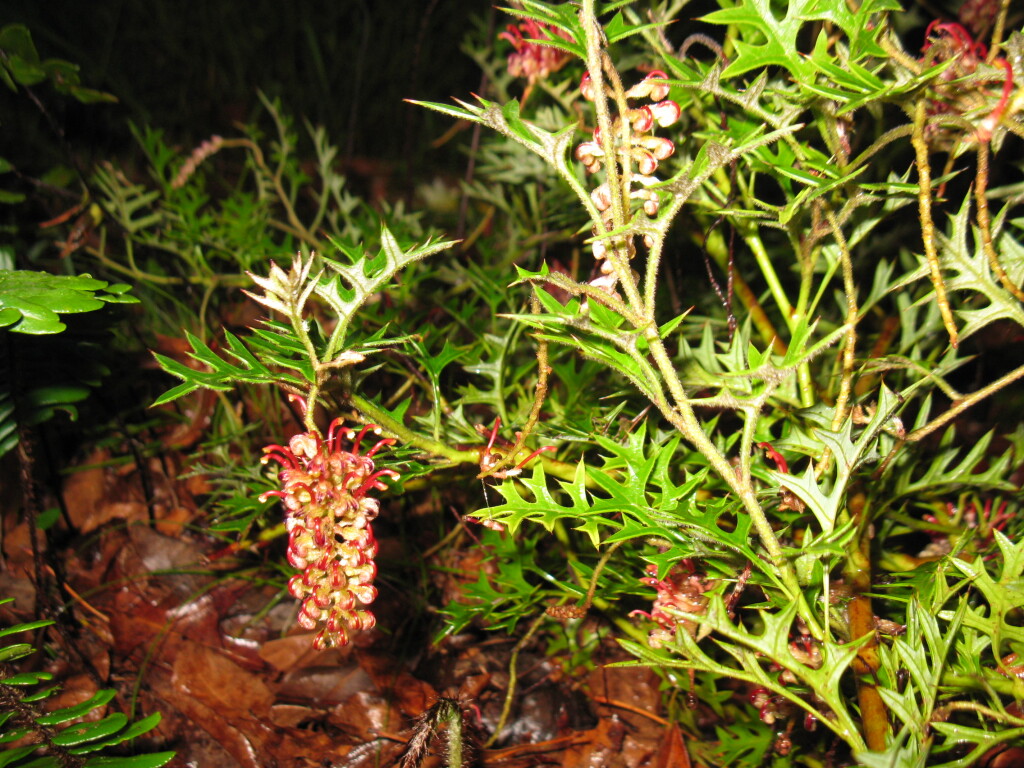 Grevillea microstegia (hero image)