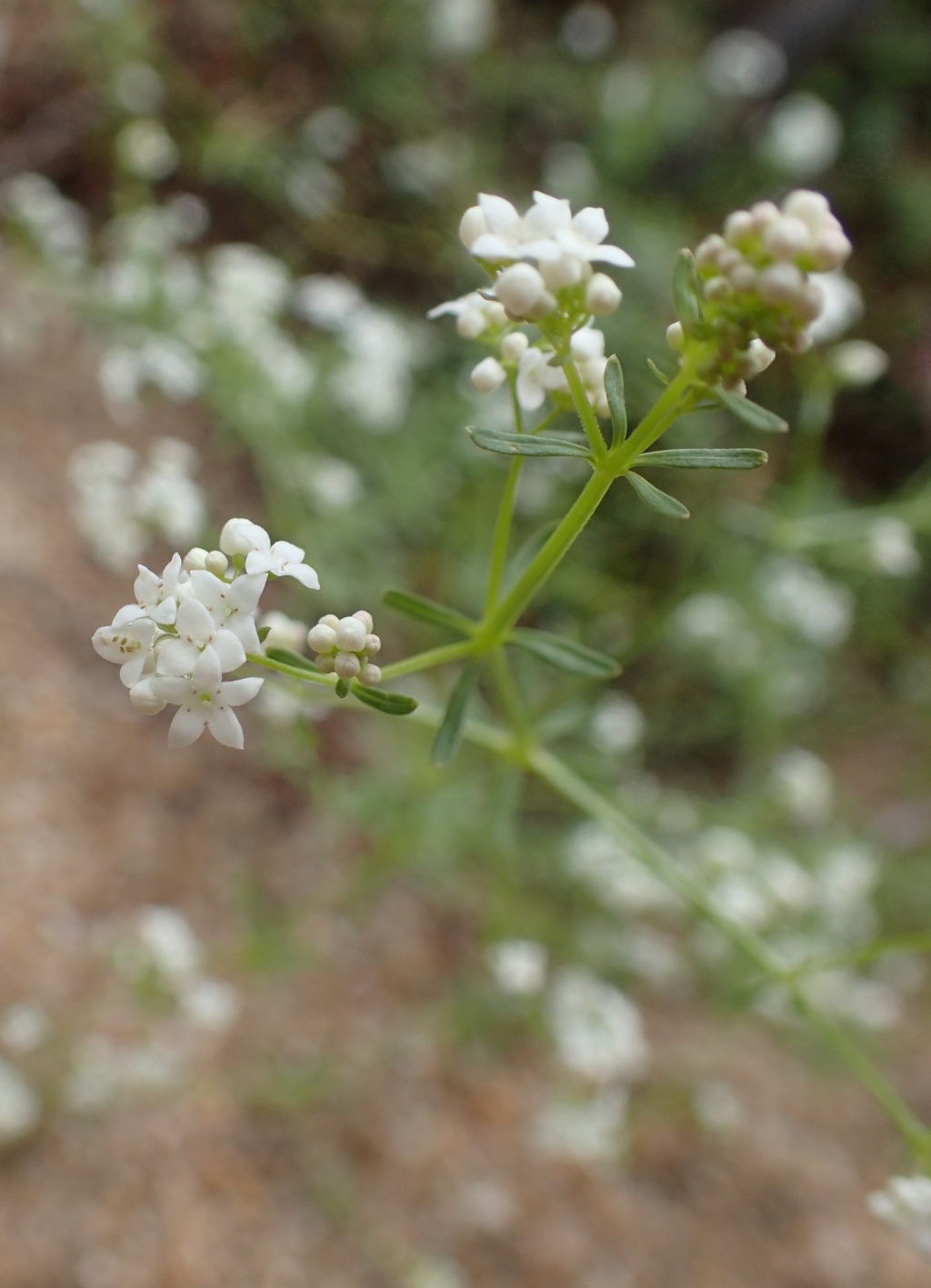 Galium palustre (hero image)