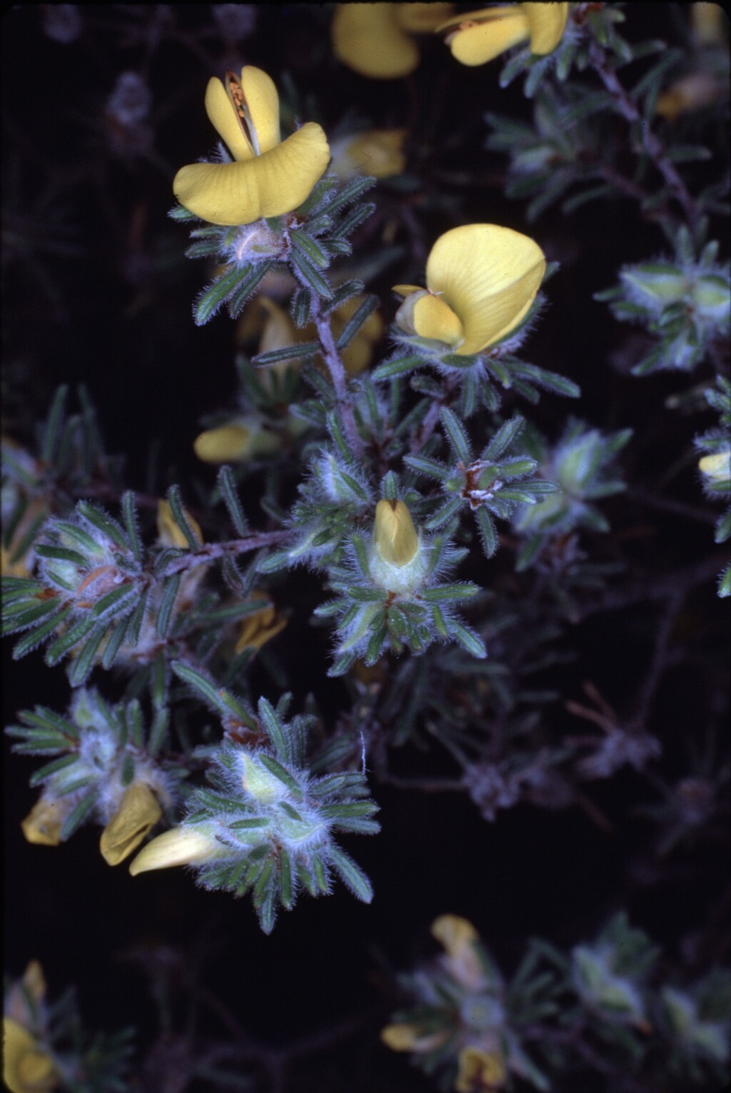 Pultenaea daltonii (hero image)