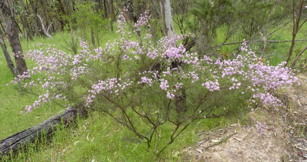 Kunzea parvifolia (hero image)