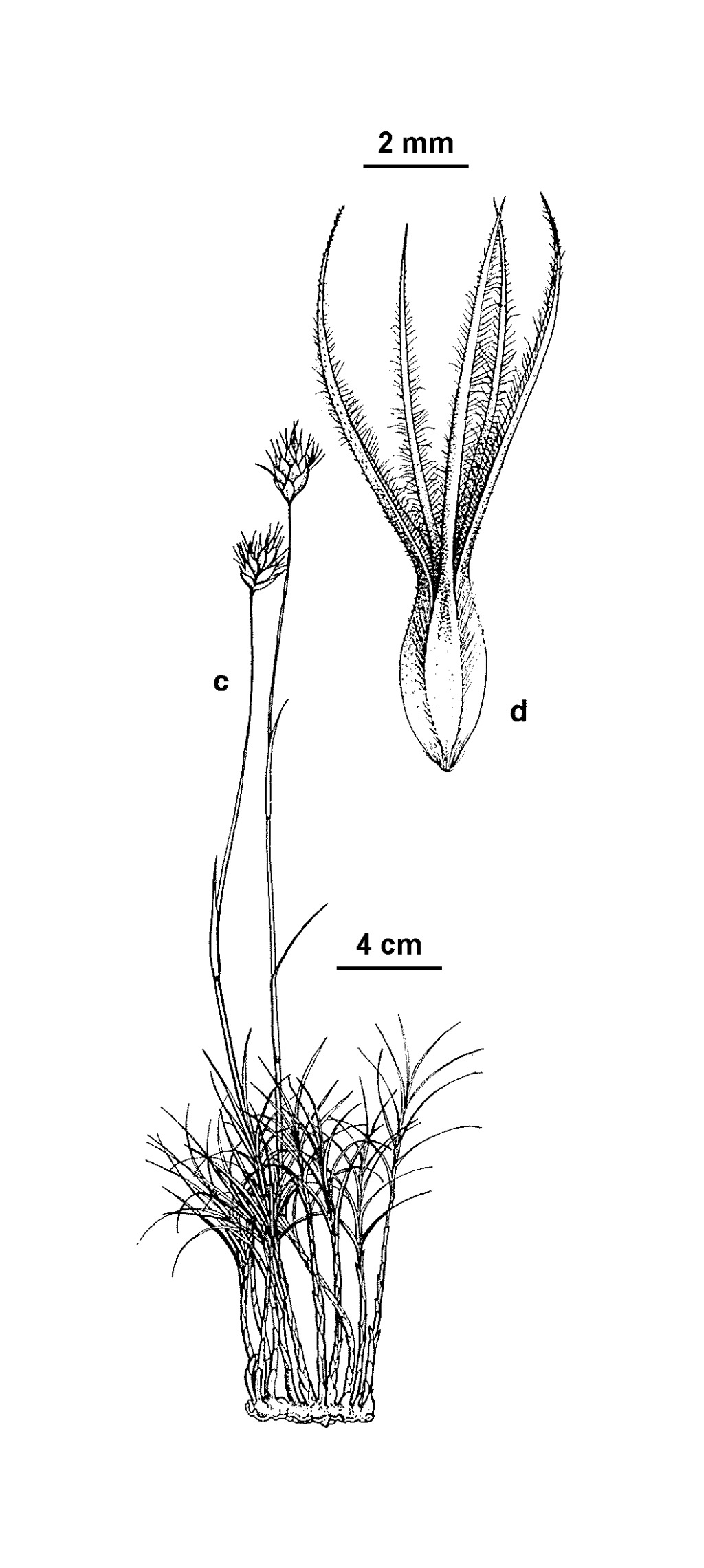 Amphipogon strictus (hero image)