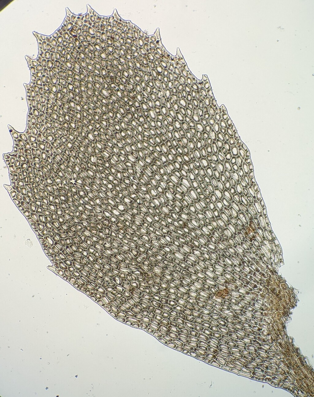 Acrobolbus pseudosaccatus (hero image)