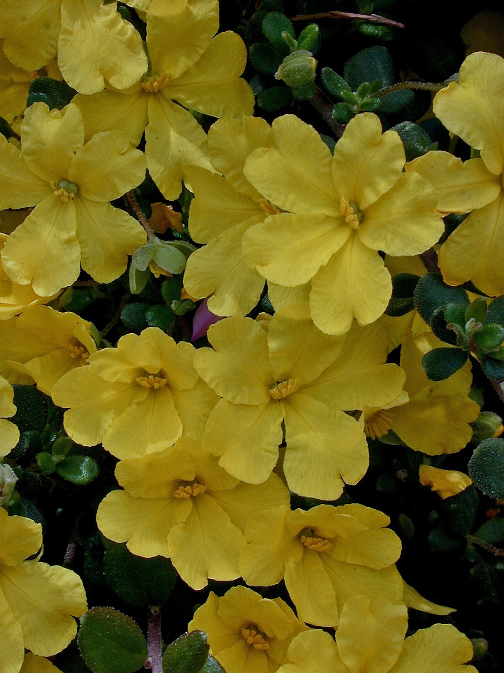 Hibbertia aspera (hero image)