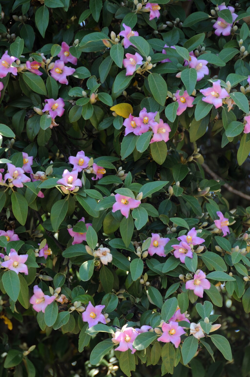 Lagunaria patersonia (hero image)