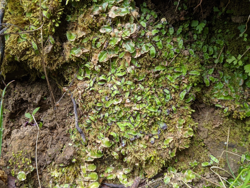 Asterella (hero image)