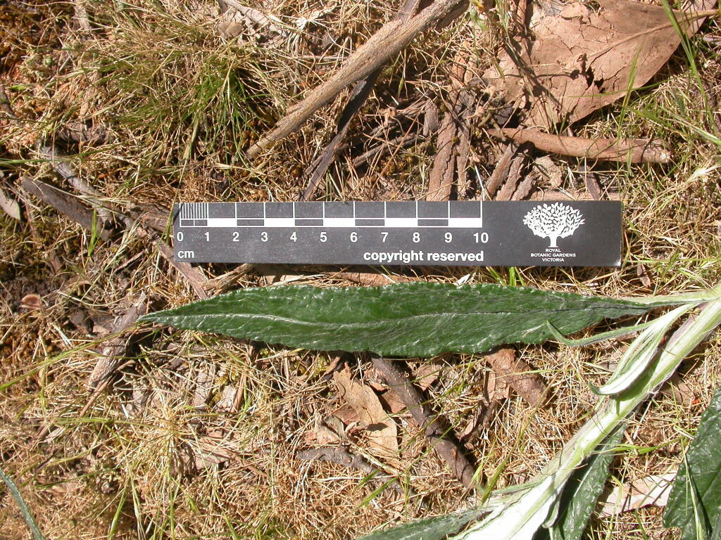 Senecio linearifolius var. gariwerdensis (hero image)