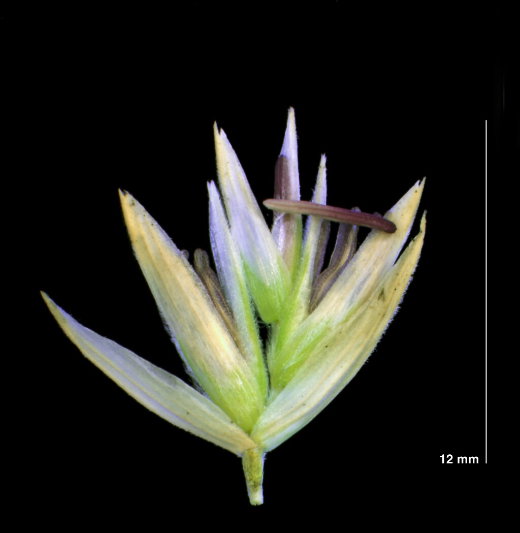 Poa billardierei (hero image)