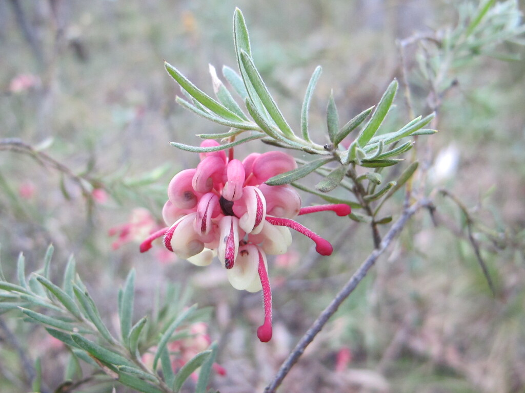 Grevillea lanigera (hero image)