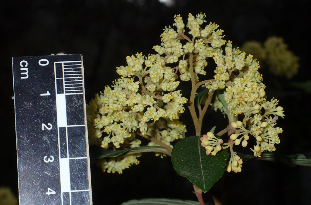 Pomaderris elliptica (hero image)