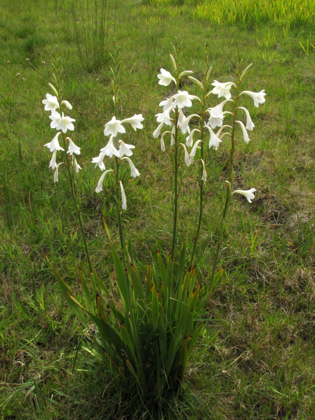 Watsonia (hero image)