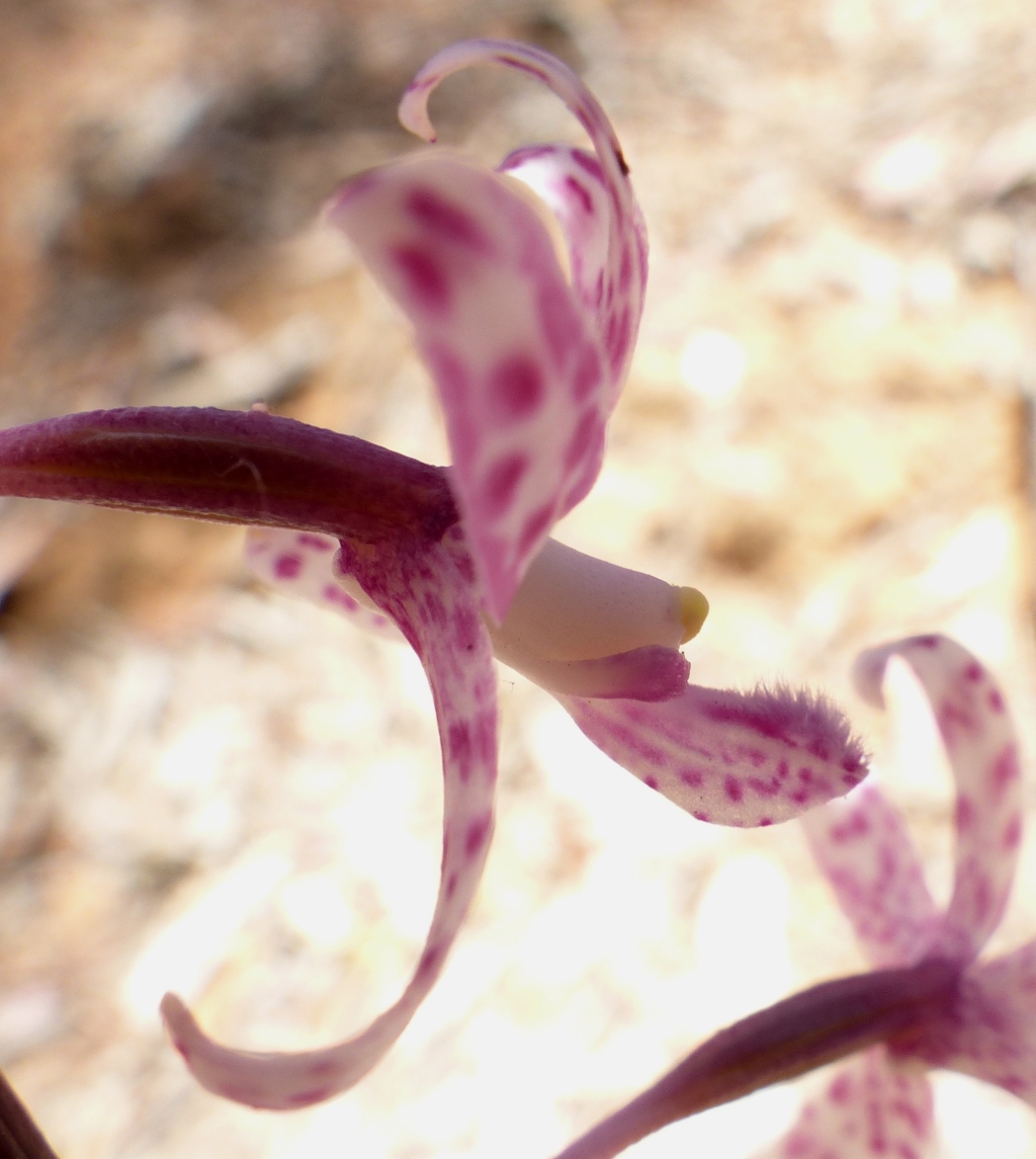 Dipodium punctatum (hero image)