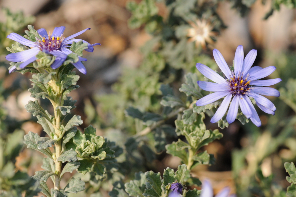 Olearia astroloba (hero image)