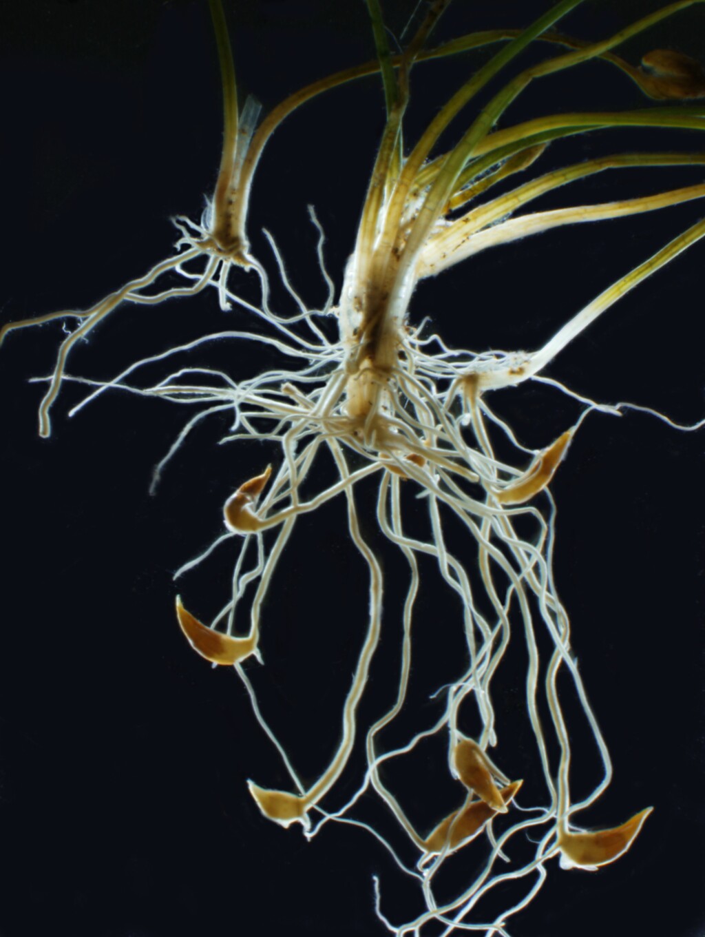 Eleocharis parvula (hero image)