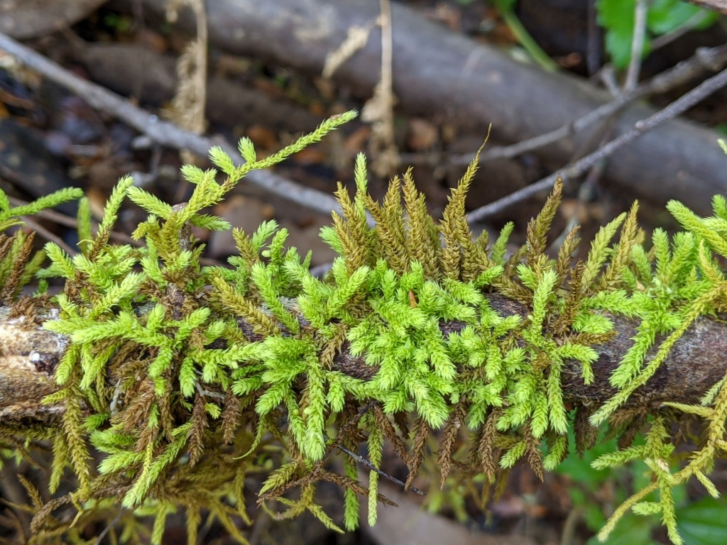 Papillaria flavolimbata (hero image)