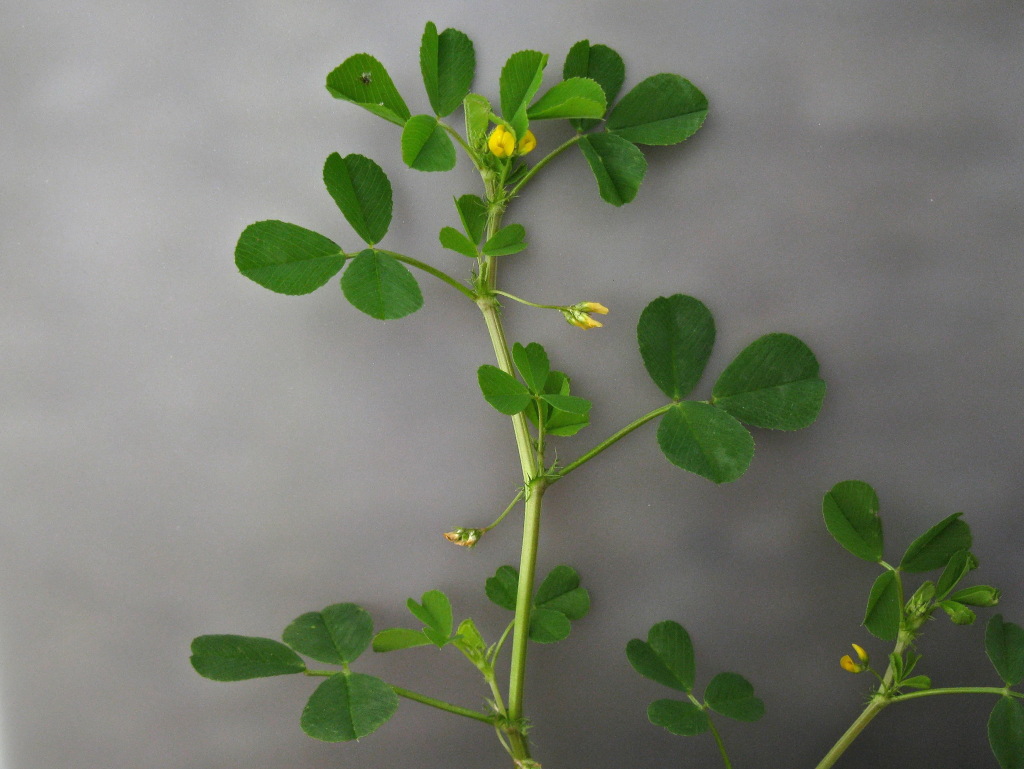 Medicago polymorpha (hero image)