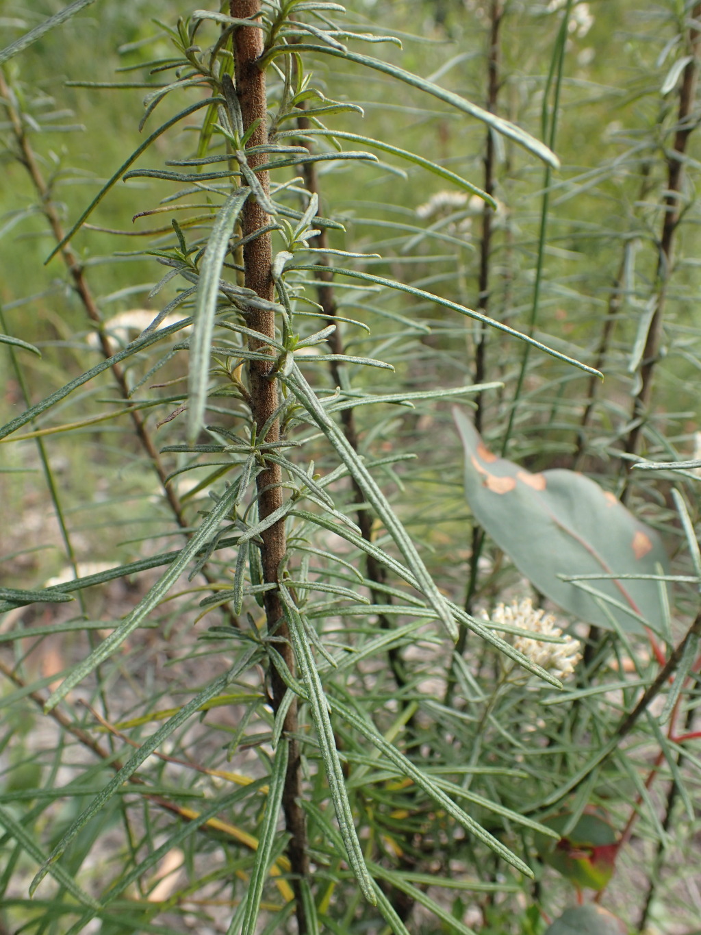 Cassinia maritima (hero image)