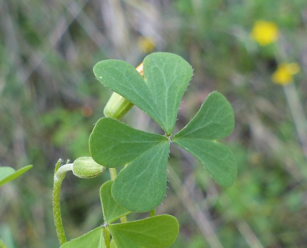 Oxalidaceae (hero image)