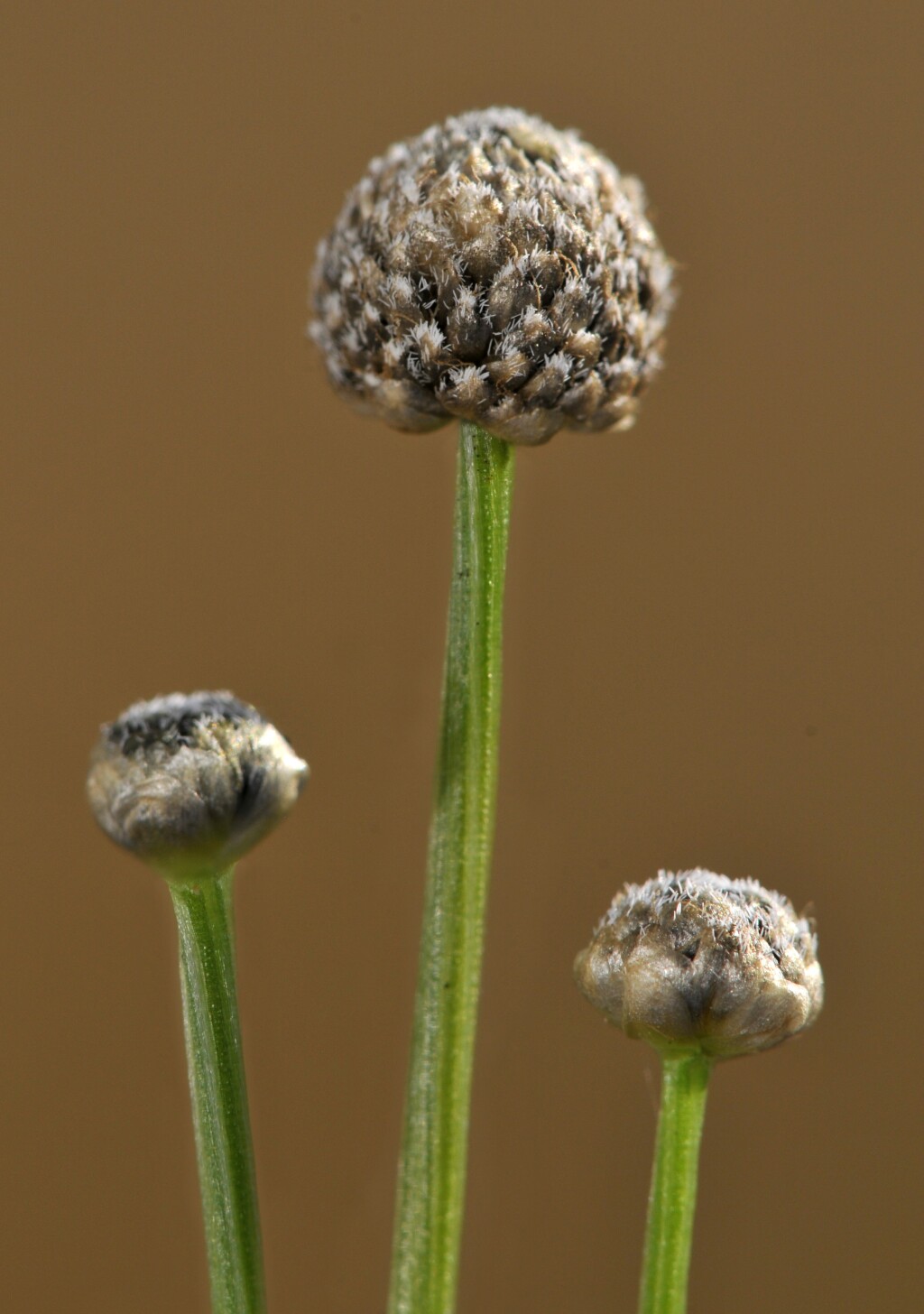 Eriocaulon scariosum (hero image)